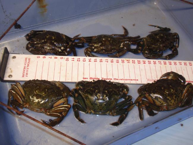 KEEPING PEELER CRAB